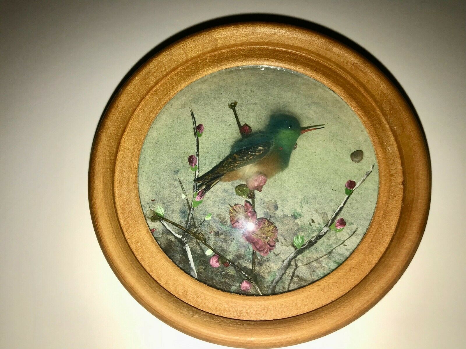 Buff Bellied Hummingbird